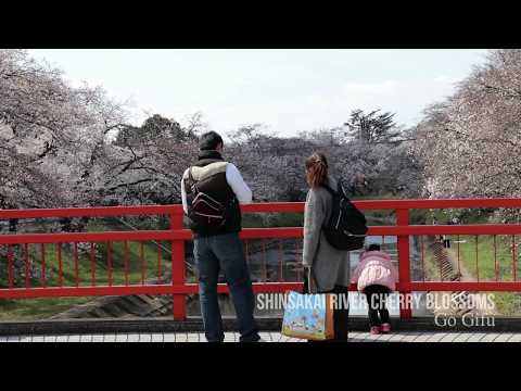 Shinsakai Riverbank Cherry Blossoms | Go Gifu Short