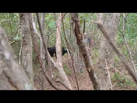 Carreira Pé de Pau em Itaíba PE.