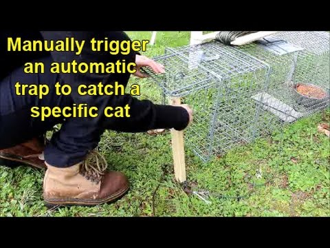 TNR Essential Instructions: Manually trigger an automatic trap to catch one specific feral cat out