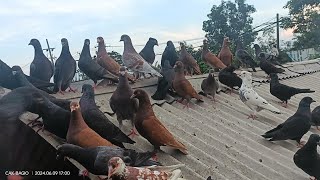 Download lagu WHAT is a kentong pigeon? How do you play it? mp3