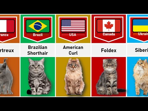 Cat From Different Countries