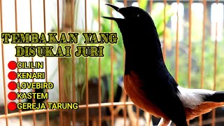 Download lagu MURAI BATU GACOR ISIAN CILILIN KENARI KAPASTEMBAK PANJANG mp3 Download lagu MURAI BATU GACOR ISIAN CILILIN KENARI KAPASTEMBAK PANJANG mp3