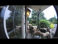 Schapen nemen voortuin huis over