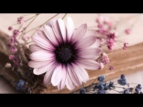 #39. Početak kraja.. ((3.dio))