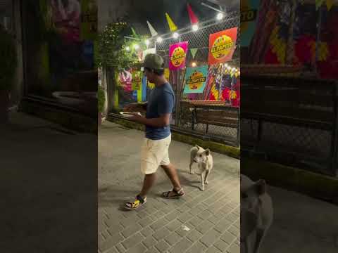 Não despreze os animais de rua