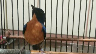 Download lagu Tledekan Bakau Jantan Nyiul - Suara Pancingan Ini AMPUH Bikin Sulingan & Sikatan SRDC Cepat GACOR mp3 Download lagu Tledekan Bakau Jantan Nyiul - Suara Pancingan Ini AMPUH Bikin Sulingan & Sikatan SRDC Cepat GACOR mp3