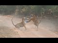 Epic Tiger Fight: A Battle for Territory