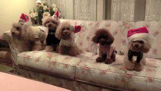 toy poodles' Christmas party 2011 part2