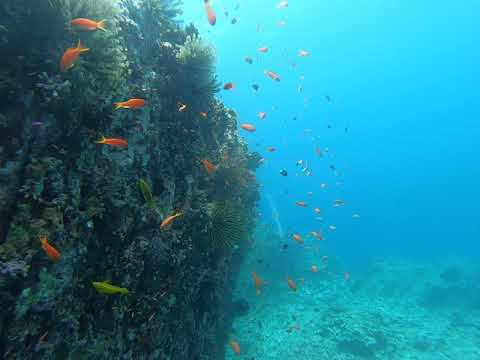 沖縄 宮古島 気軽にトライ可 八重干瀬 ヤビジ 半日ボートシュノーケリングツアー アクティビティジャパン 沖縄 宮古島 気軽にトライ可 八重干瀬 ヤビジ 半日ボートシュノーケリングツアー アクティビティジャパン