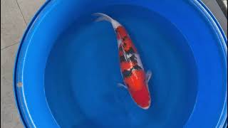 video van Sanke 2503026