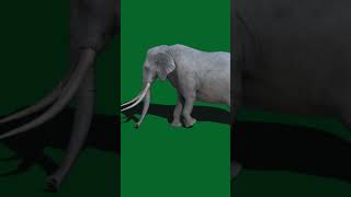 Download lagu elephant walking green screen video | elephant green screen no copyright | #shorts | #trendingvideo mp3