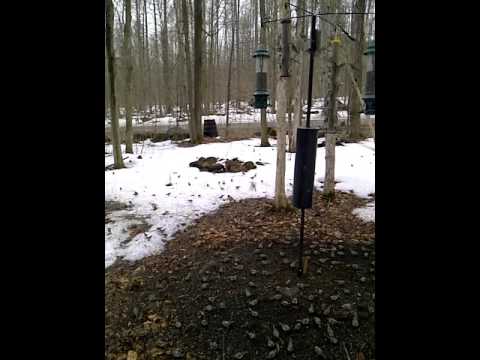 Eruption of Common Redpolls - March 7, 2013