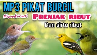 Download lagu Suara Pikat PRENJAK RIBUT Kombinasi Burung SIRTU RIBUT UNTUK PIKAT BURCIL mp3 Download lagu Suara Pikat PRENJAK RIBUT Kombinasi Burung SIRTU RIBUT UNTUK PIKAT BURCIL mp3