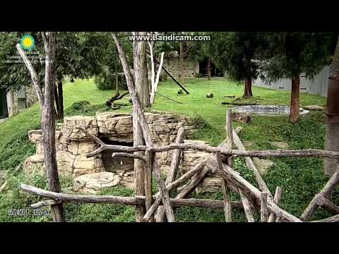 2017.05.24 #MEI IN ESTRUS# PAPA PACING MEI'S YARD