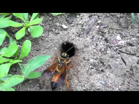 download lagu mp3 mp4 Great Golden Digger Wasp Location, download lagu Great Golden Digger Wasp Location gratis, unduh video klip Great Golden Digger Wasp Location
