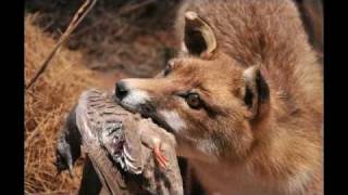 The Plight of Australia's Small Birds