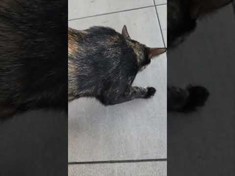 A pregnant stray tortie eats some kitten food. #straycat #cats