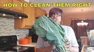 HOW TO PROPERLY CUT, CLEAN AND FREEZE YOUR COLLARD GREENS
