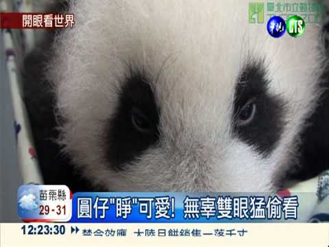 圓仔幸福肥! 瞪眼偷看"睜"可愛