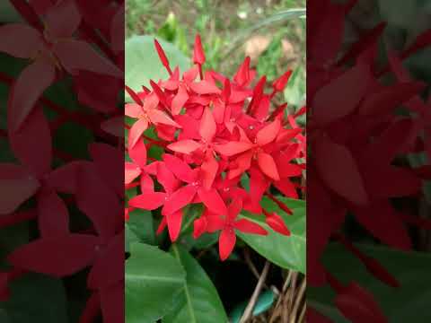 Beautiful  Flowers🌻🌻🌻🦋