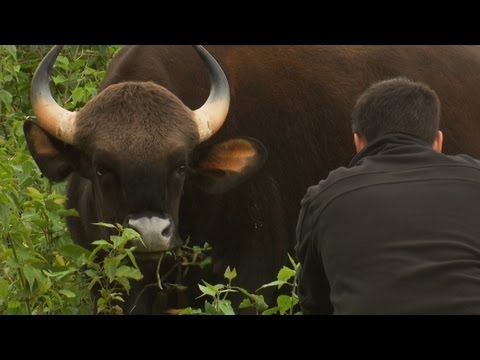 Up Close and Personal with the Massive Indian Gaur