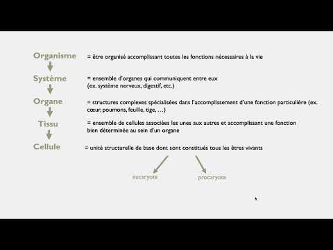 Les niveaux d'organisation des êtres vivants - SVT | 2nde