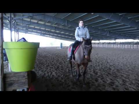 rudy 28 12 18 dressage