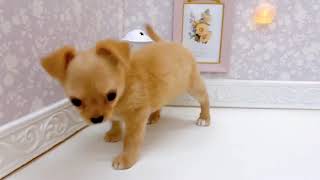 チワワ(ロング)の動画01