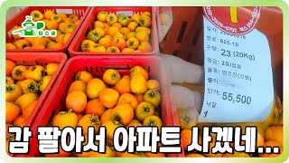감 팔아서 아파트 사겠어요~ ㅣ 투잡 농사로 감이 죄적인 이유 ㅣ 올해 감값 너무 좋다~