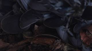 Beyond   Elegy For A Dying Bird