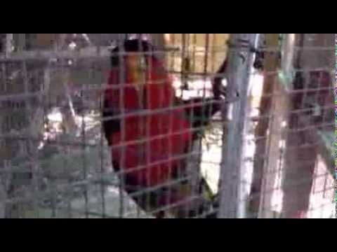 "Cappy" at Redwood Springs