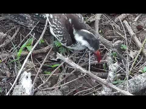 Djuma: Red-billed Hornbill - 07:14 - 11/09/21