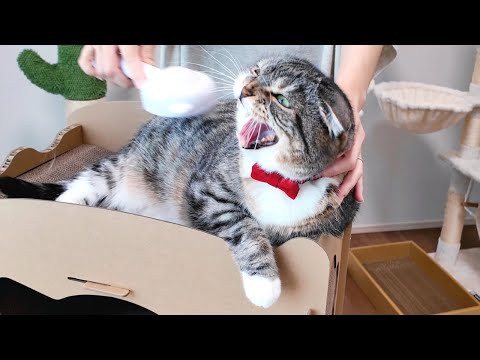 ブラッシングが大嫌いな猫vs推し活ブラッシングの結果がコチラ🤣🤣🤣