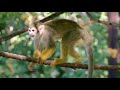 Squirrel Monkeys Monkeying Around At Phoenix Zoo
