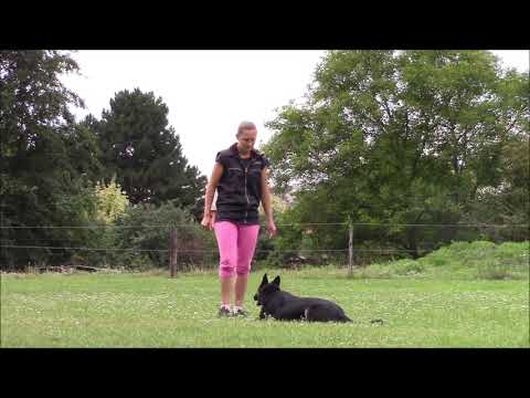 Rixi z Jukasu - obedience - 14 months