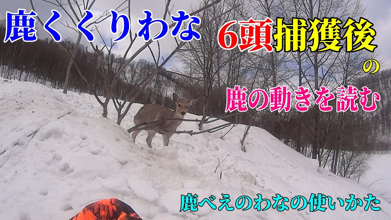 くくり罠で 鹿6頭捕獲後の鹿の動きを読む