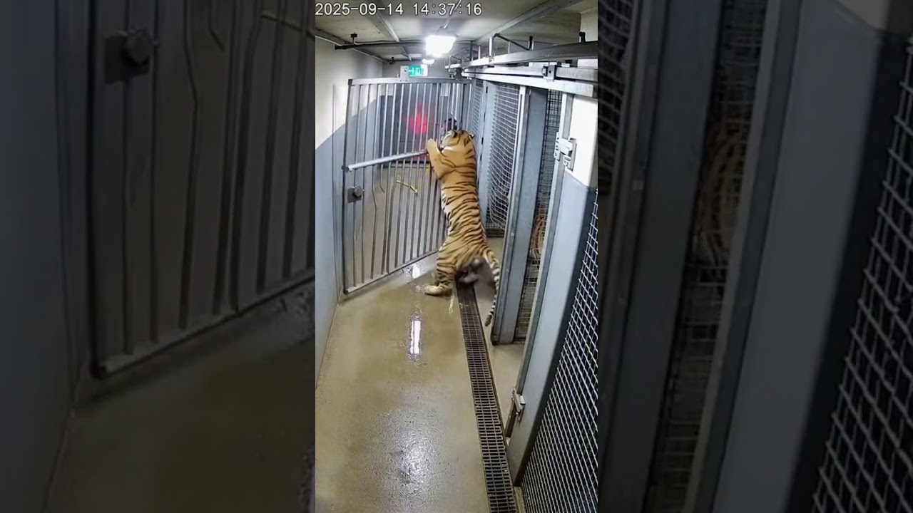 Tiger Corridor Gate Slip Almost Traps Keeper
