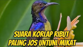 Download lagu pikat korlap terbaru di jamin anti lolos 100% mp3 Download lagu pikat korlap terbaru di jamin anti lolos 100% mp3