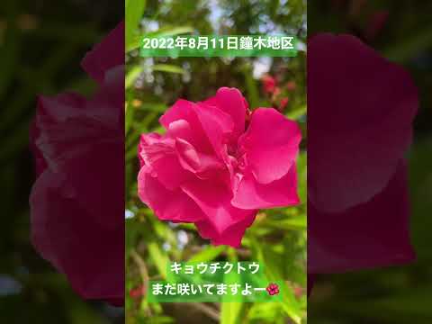 キョウチクトウのさやの使い方は？庭師のためのヒント  庭園