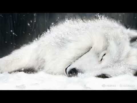 Cloud 9 - INSTRUMENTAL | Wolf's Rain Unreleased OST Soundtrack