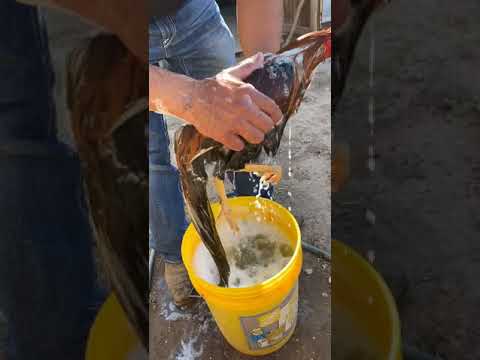 Como Se Baña Un Gallo, Gallero Mexicano 🐤