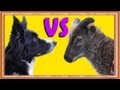 Dog Vs Sheep TRICK Showdown