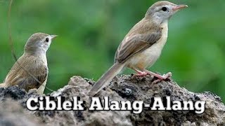 Download lagu SI MASTER GAJOR CIBLEK ALANG-ALANG LIAR | MEMIKAT | PANCINGAN mp3