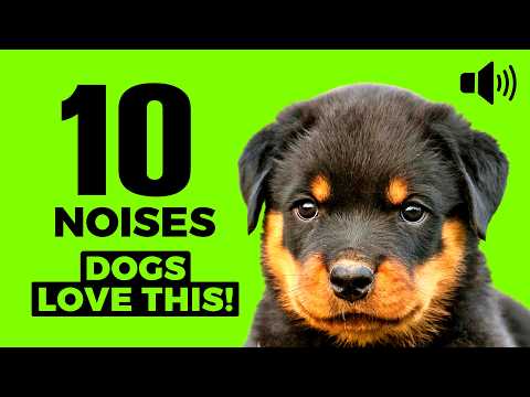 10 Dog Noises (Dog Sounds) Every Dog Loves ❤️
