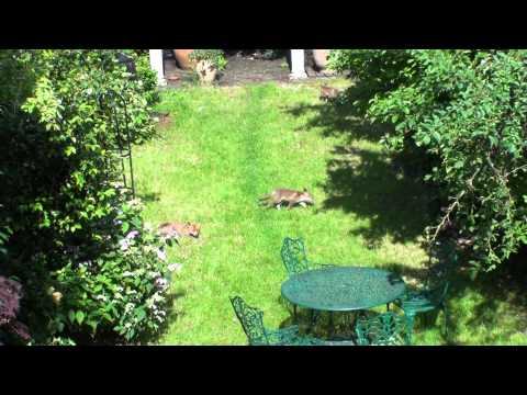 7 Fox Cubs in our Garden!