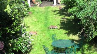 7 Fox Cubs in our Garden!