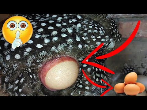 Hen  Laying Egg Front of Camera ( Close UP Close Video )