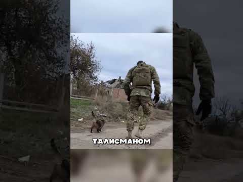 ‼️КОТ - СТАЛ ЛЕГЕНДОЙ ФРОНТА 🤯