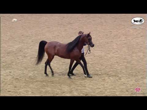 N 192 GAZWAN AL SRAIYA   Qatar Nationals for Individual Owners 2022   Colts 3 Years Old Class 6