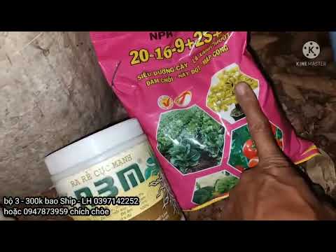 Chăm sóc cây mai ra đọt nhanh, 0397142252 hoặc 0947873959